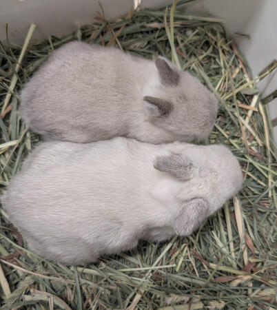 Frosty vs Artic Fox kits