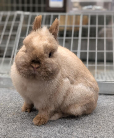 Chocolate Self Frosty SR Doe (Daydream)