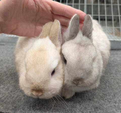 Chocolate vs Black Frosty