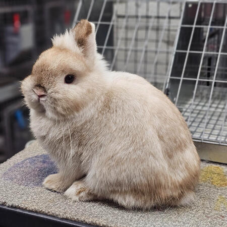 Chocolate Frosty SR Doe (Marshmellow)