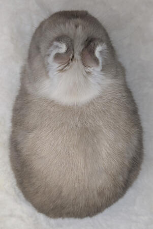 Lilac Artic Fox SR Doe (Killer Queen)