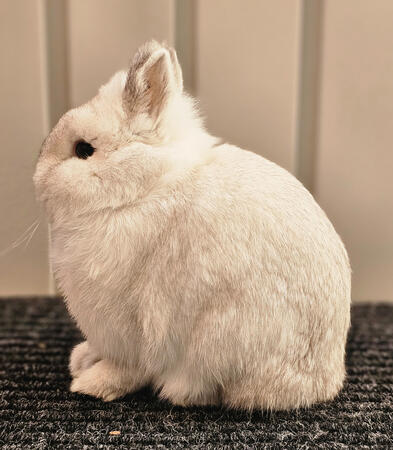 Black Frosty SR Buck (Kip)