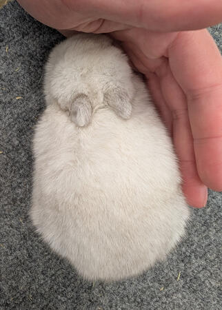 3-week-old Black Frosty