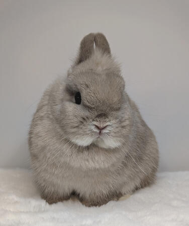 Lilac Artic Fox SR Doe (Killer Queen)