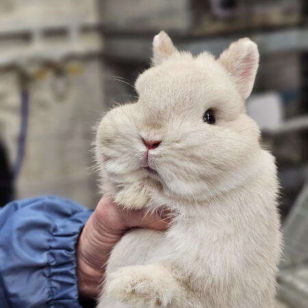 Lilac Frosty SR Buck (Faux Pas)