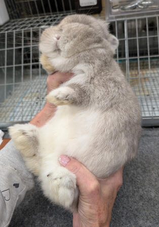 Blue Artic Fox belly markings (Maggie)