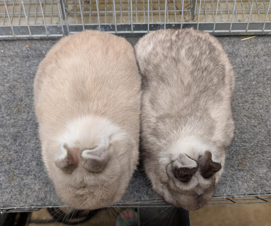 Lilac vs Black Artic Fox