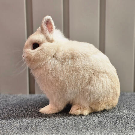 Lilac Frosty SR Buck (Mirage)