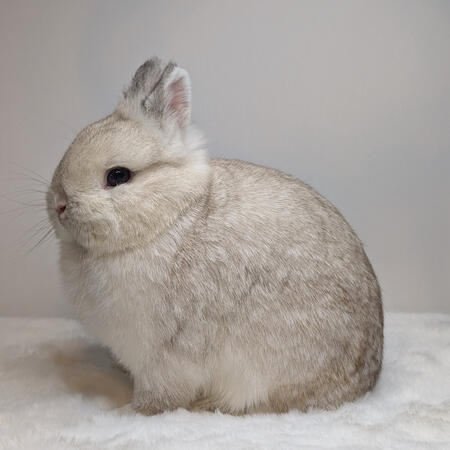 Black Frosty SR Doe (Ghostbuster)