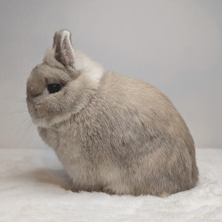 Lilac Artic Fox SR Doe (Killer Queen)