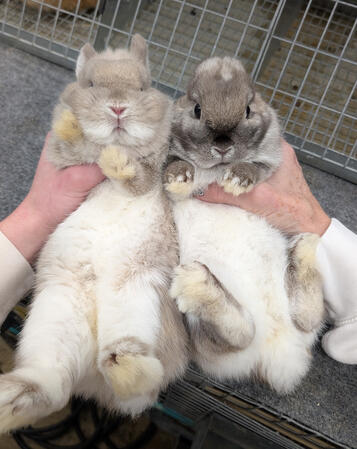 Lilac vs Black Artic Fox