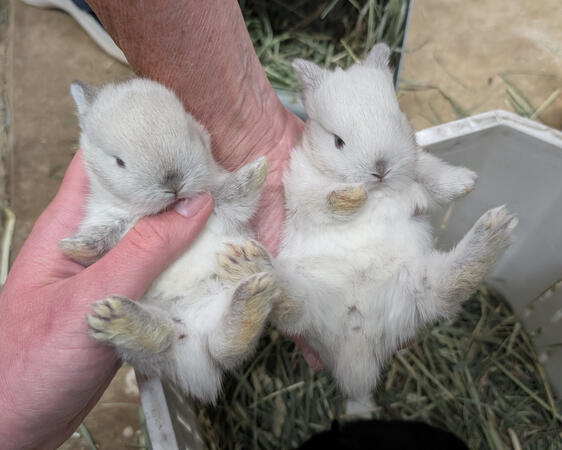 Frosty vs Artic Fox kits