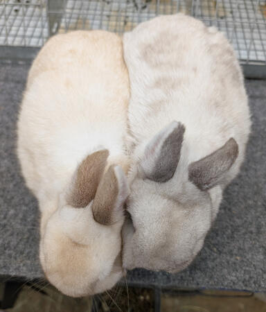 Chocolate vs Black Frosty