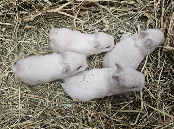 Litter of 3-week-old Black Frosties