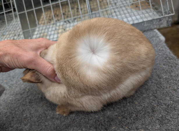 Chocolate Self Frosty undercolor (Daydream)