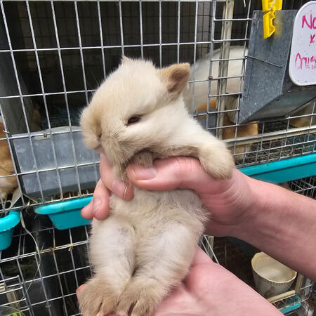 3-week-old Chocolate Self Frosty