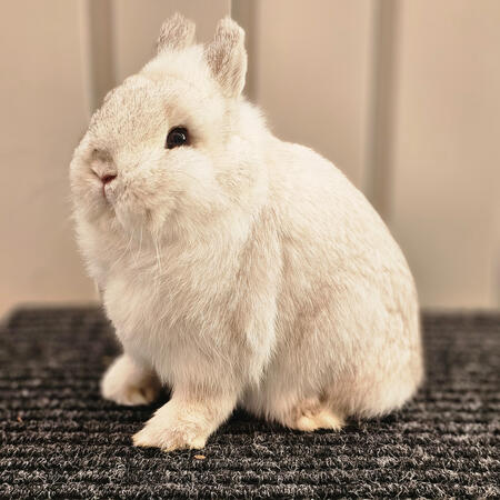 Black Frosty SR Buck (Kip)